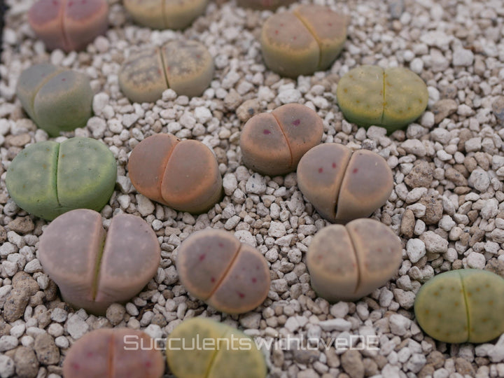 Lithops dinteri | Lithops Living Stone | Lebender Stein