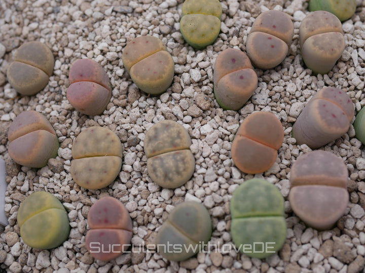 Lithops dinteri | Lithops Living Stone | Lebender Stein