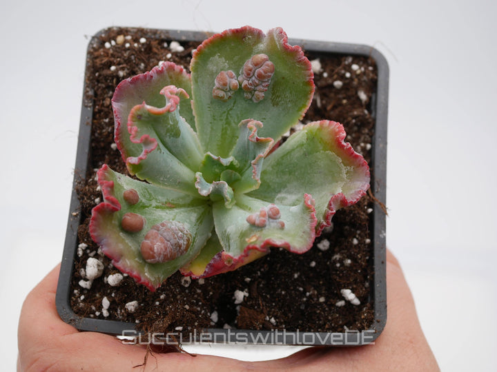 Echeveria 'Croza' - schöne und seltene Sukkulente - Sukkulente - Pflanze * Korea Import *