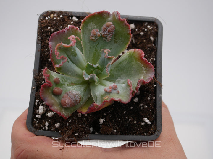 Echeveria 'Croza' - schöne und seltene Sukkulente - Sukkulente - Pflanze * Korea Import *