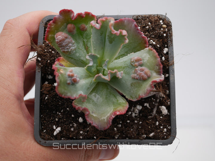 Echeveria 'Croza' - schöne und seltene Sukkulente - Sukkulente - Pflanze * Korea Import *