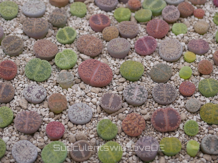 Lithops Mix | schöne Auswahl bunter Lithops | Lithops Living Stone | Lebender Stein