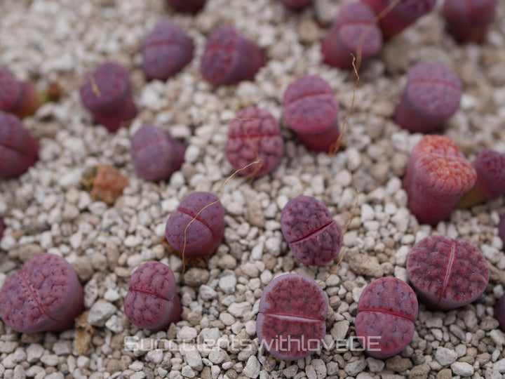 Lithops Karasmontana ssp. Eberlanzii'Purper' | Lithops Living Stone | Lebender Stein
