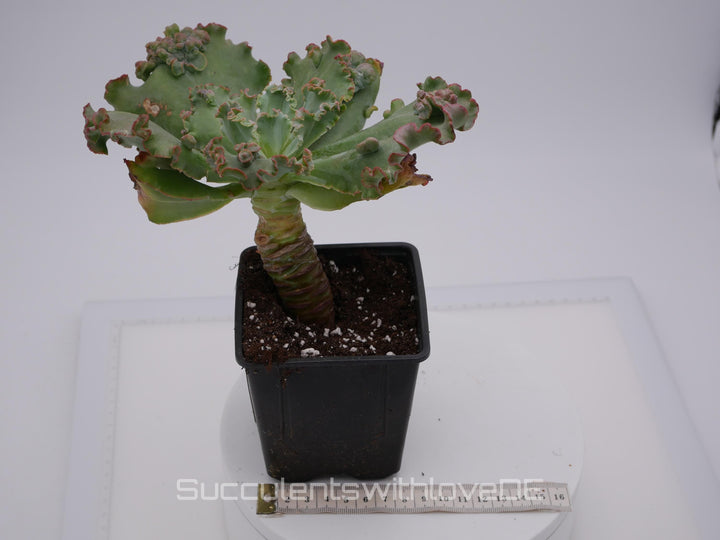 Echeveria 'Carnival' - schöne und seltene Sukkulente - Sukkulente - Pflanze * Korea Import *