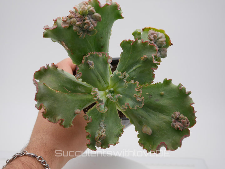 Echeveria 'Carnival' - schöne und seltene Sukkulente - Sukkulente - Pflanze * Korea Import *