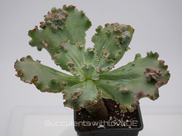 Echeveria 'Carnival' - schöne und seltene Sukkulente - Sukkulente - Pflanze * Korea Import *