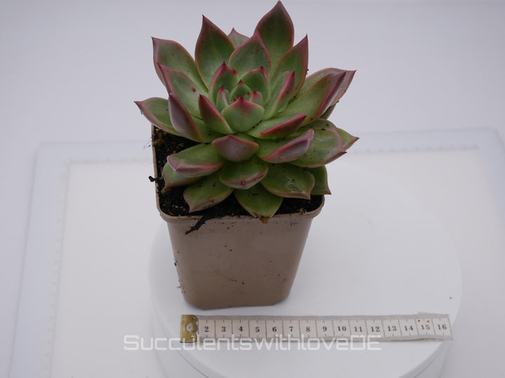 Echeveria agavoides 'Romeo' Hybrid - schöne und seltene Sukkulente - Sukkulente - Pflanze * Korea Import *