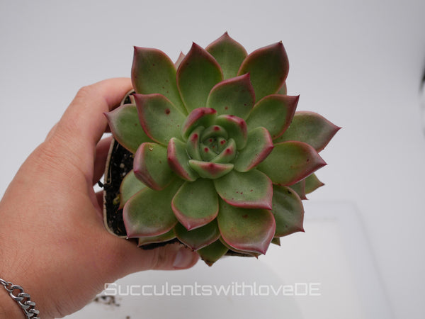 Echeveria agavoides 'Romeo' Hybrid - schöne und seltene Sukkulente - Sukkulente - Pflanze * Korea Import *