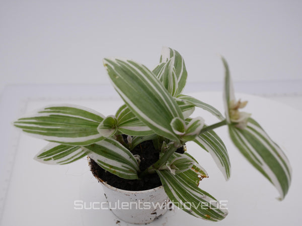 Tradescantia albiflora "Albovittata" - weiße Dreimasterblume - schöne Pflanze in grün, weiß - Steckling und Pflanze