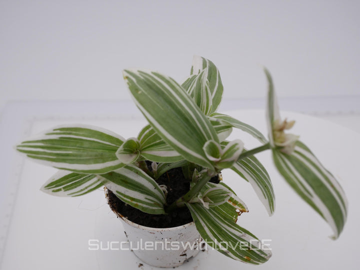 Tradescantia albiflora "Albovittata" - weiße Dreimasterblume - schöne Pflanze in grün, weiß - Steckling und Pflanze