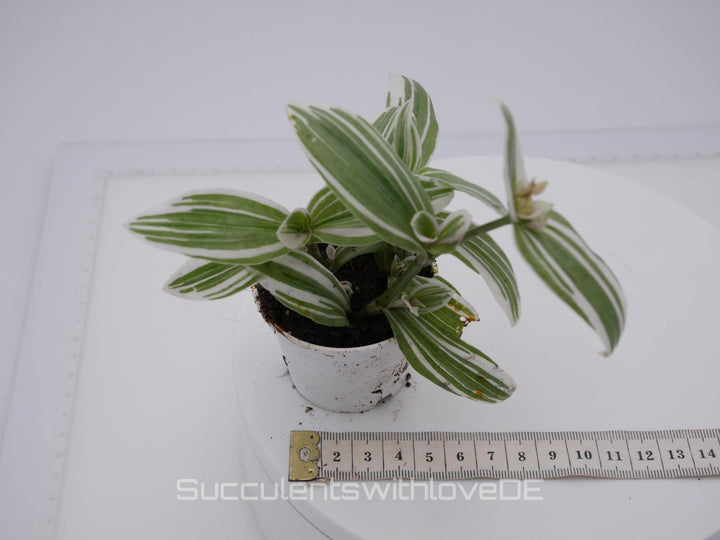 Tradescantia albiflora "Albovittata" - weiße Dreimasterblume - schöne Pflanze in grün, weiß - Steckling und Pflanze