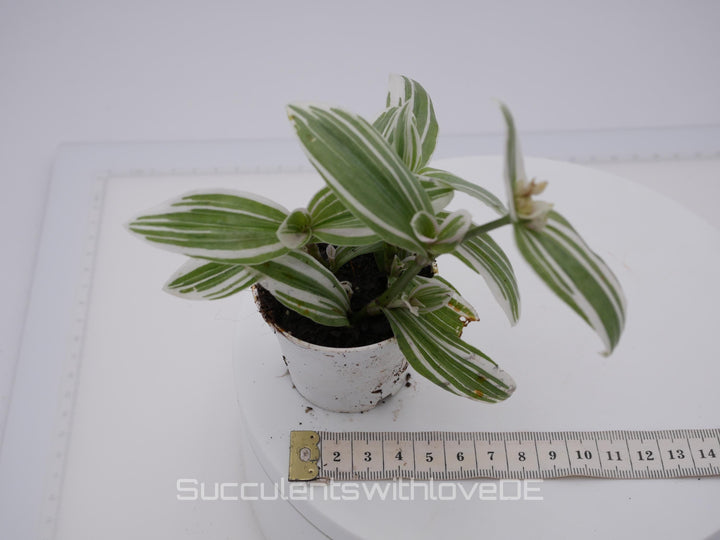 Tradescantia albiflora "Albovittata" - weiße Dreimasterblume - schöne Pflanze in grün, weiß - Steckling und Pflanze