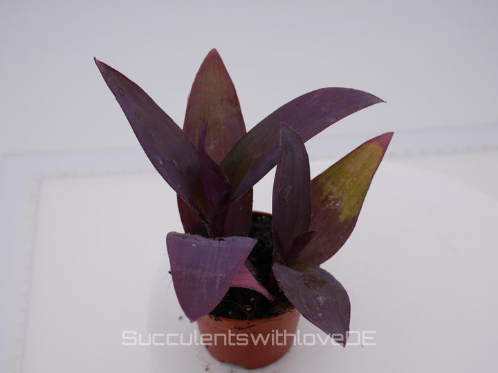 Tradescantia pallida "Purple Passion" - violette Dreimasterblume - schöne Pflanze in violett - Steckling und Pflanze