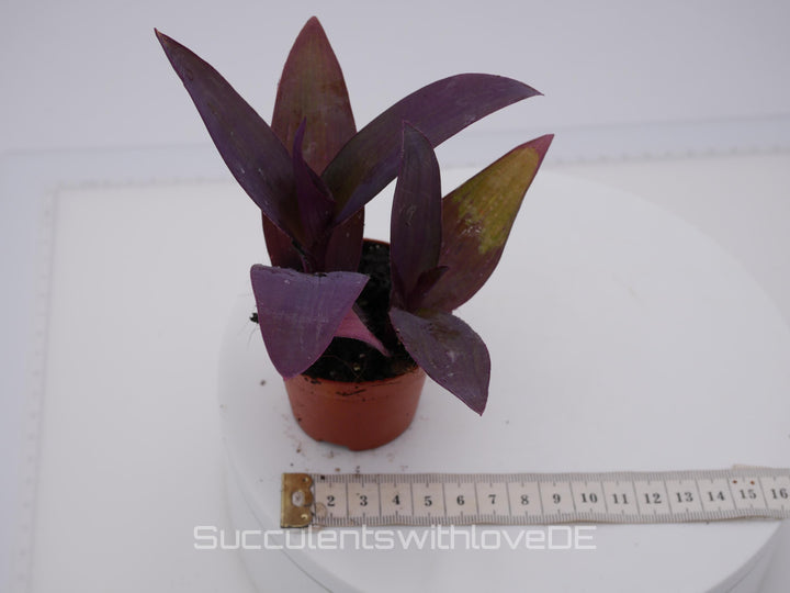 Tradescantia pallida "Purple Passion" - violette Dreimasterblume - schöne Pflanze in violett - Steckling und Pflanze