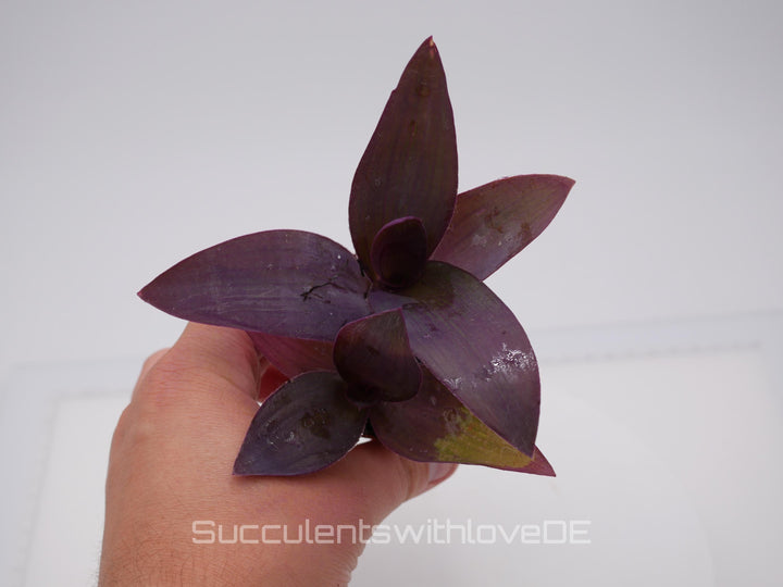 Tradescantia pallida "Purple Passion" - violette Dreimasterblume - schöne Pflanze in violett - Steckling und Pflanze