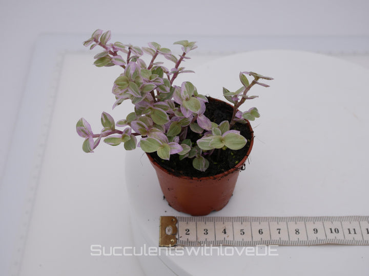 Callisia repens 'Pink Lady' (Turtle Vine) - ähnlich Tradescantia - schöne Pflanze in violett - Steckling und Pflanze