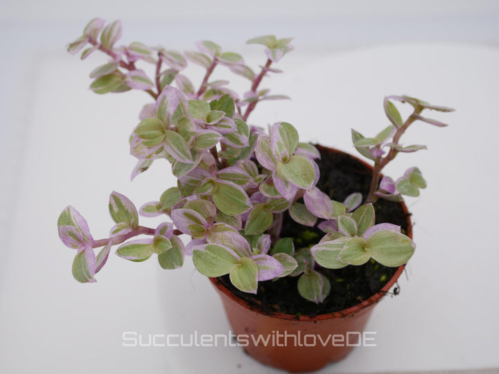 Callisia repens 'Pink Lady' (Turtle Vine) - ähnlich Tradescantia - schöne Pflanze in violett - Steckling und Pflanze