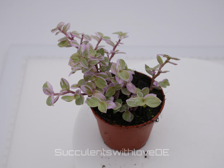 Callisia repens 'Pink Lady' (Turtle Vine) - ähnlich Tradescantia - schöne Pflanze in violett - Steckling und Pflanze