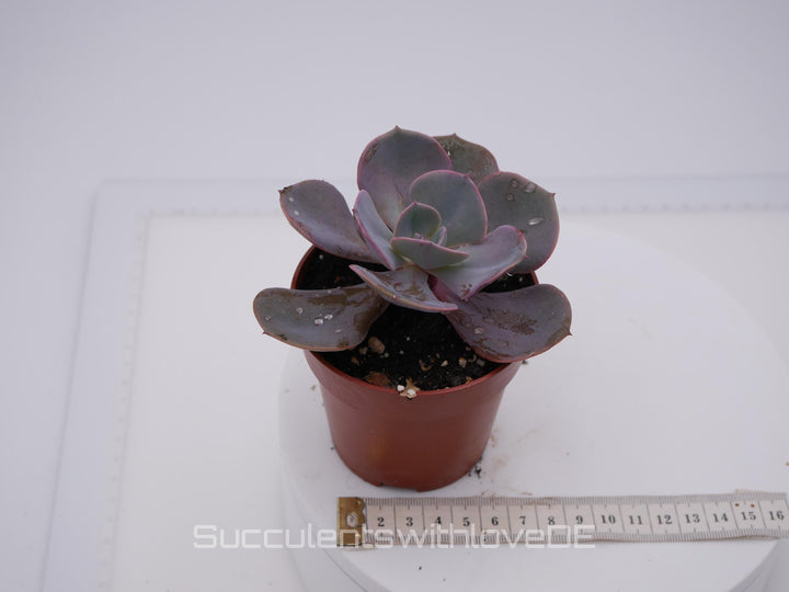 Echeveria 'Dusty Rose' - schöne und seltene Sukkulente - Vermehrungsblatt oder Pflanze