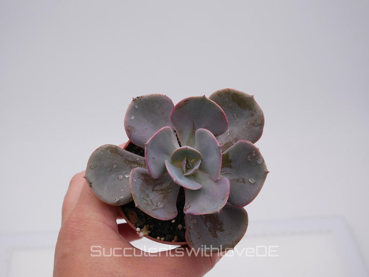 Echeveria 'Dusty Rose' - schöne und seltene Sukkulente - Vermehrungsblatt oder Pflanze