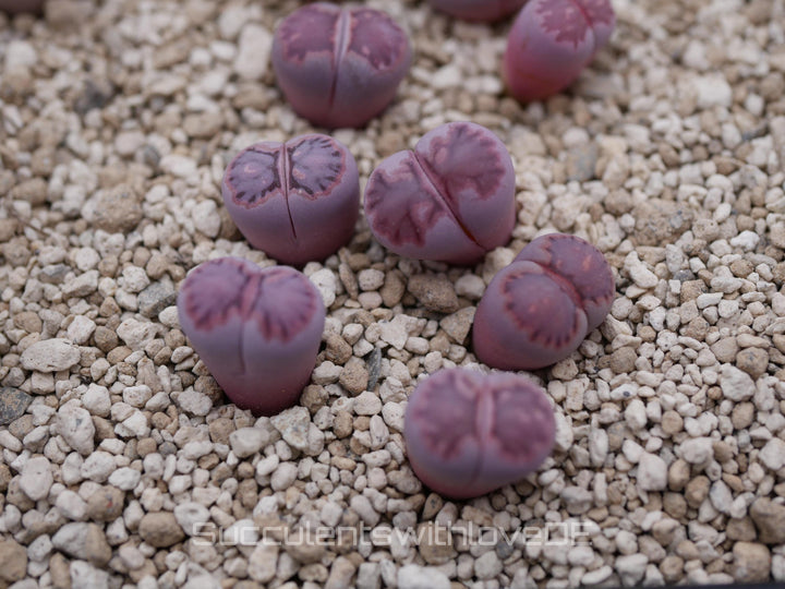 Lithops salicola Bacchus 'Sato's Violet' | double-head | Lithops Living Stone | Lebender Stein