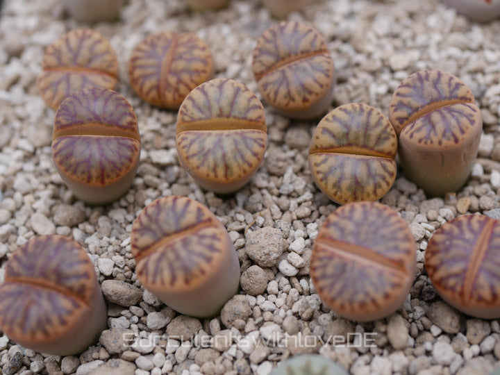 Lithops bromfieldii 'Red Coral' | Lithops Living Stone | Lebender Stein