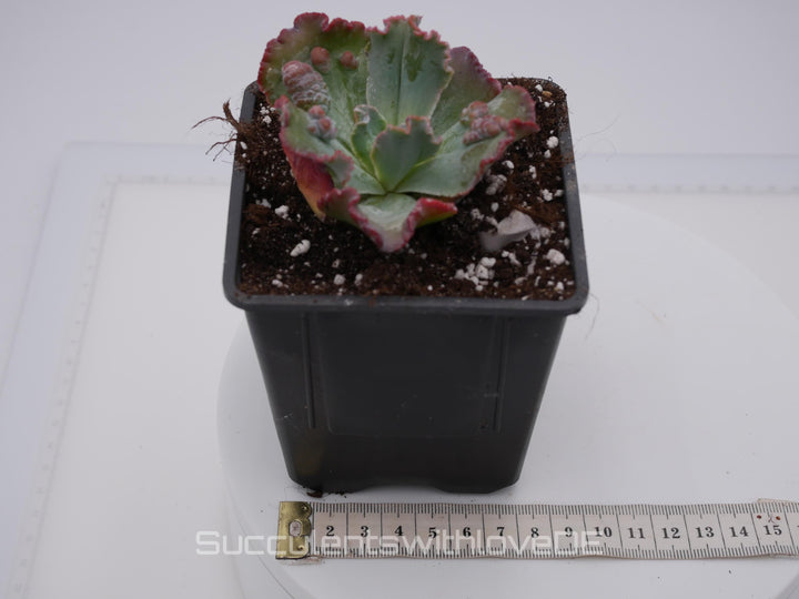 Echeveria 'Croza' - schöne und seltene Sukkulente - Sukkulente - Pflanze * Korea Import *