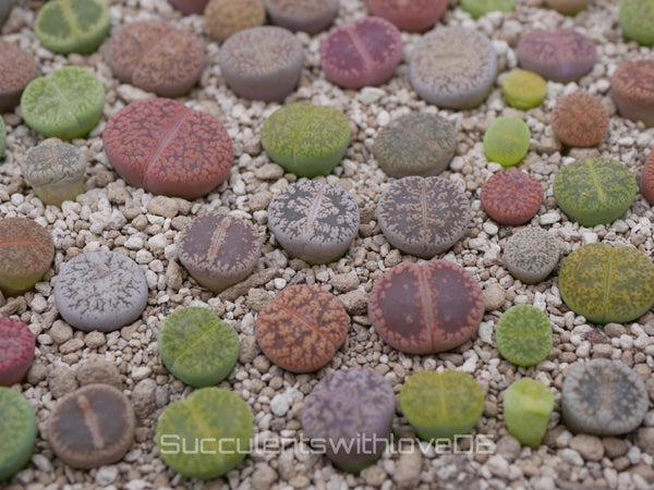 Lithops Mix | schöne Auswahl bunter Lithops | Lithops Living Stone | Lebender Stein