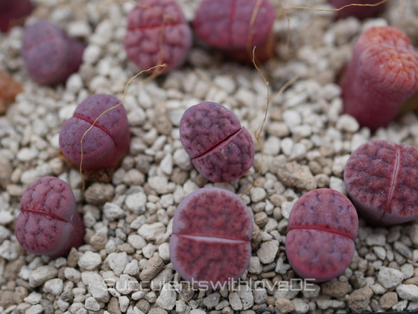 Lithops Karasmontana ssp. Eberlanzii'Purper' | Lithops Living Stone | Lebender Stein