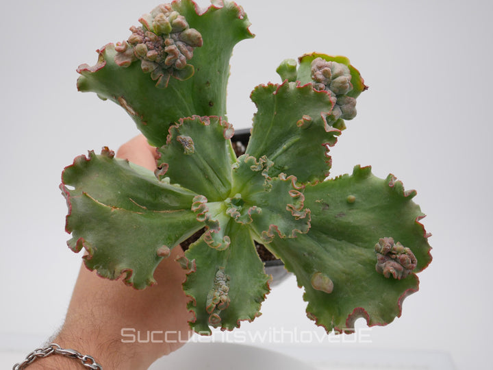 Echeveria 'Carnival' - schöne und seltene Sukkulente - Sukkulente - Pflanze * Korea Import *