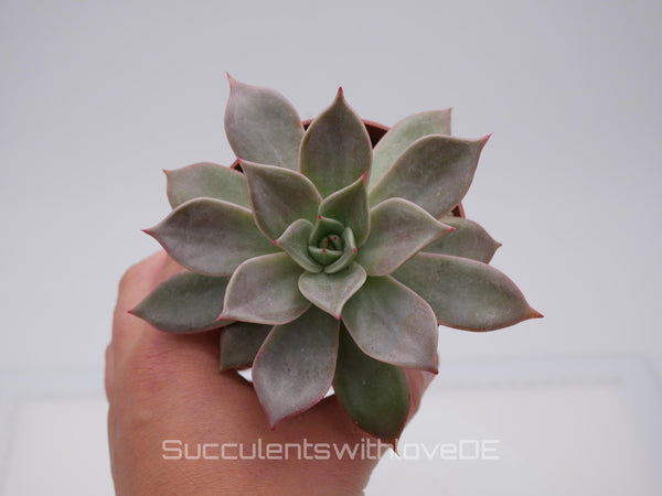 Echeveria 'Red Diamond' - schöne und seltene Sukkulente - gelb rote Sukkulente * Korea Import * - Vermehrungsblatt oder Pflanze