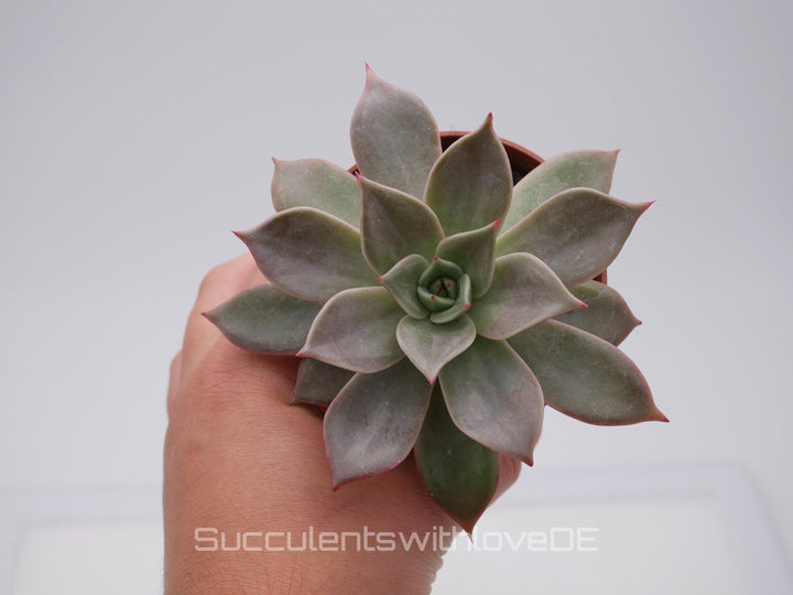 Echeveria 'Red Diamond' - schöne und seltene Sukkulente - gelb rote Sukkulente * Korea Import * - Vermehrungsblatt oder Pflanze