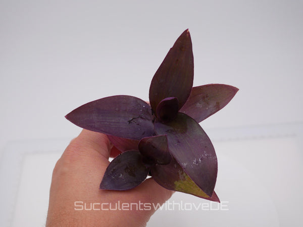 Tradescantia pallida "Purple Passion" - violette Dreimasterblume - schöne Pflanze in violett - Steckling und Pflanze