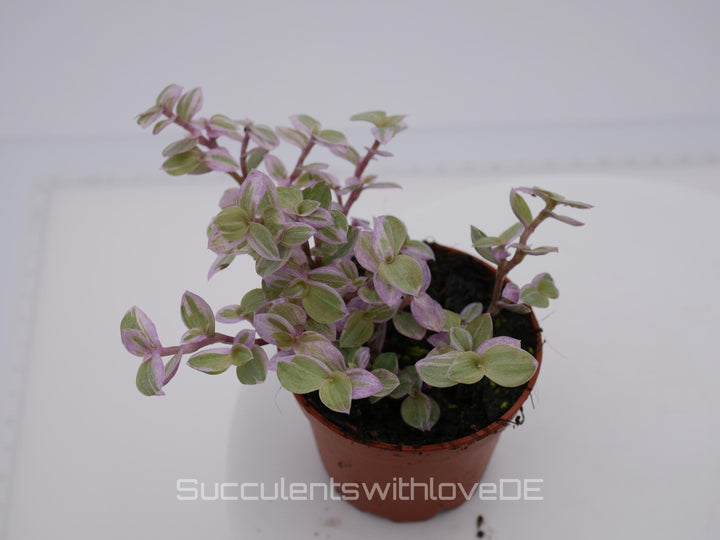 Callisia repens 'Pink Lady' (Turtle Vine) - ähnlich Tradescantia - schöne Pflanze in violett - Steckling und Pflanze