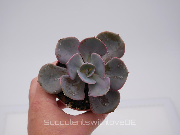Echeveria 'Dusty Rose' - schöne und seltene Sukkulente - Vermehrungsblatt oder Pflanze