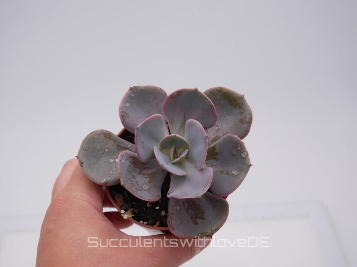 Echeveria 'Dusty Rose' - schöne und seltene Sukkulente - Vermehrungsblatt oder Pflanze