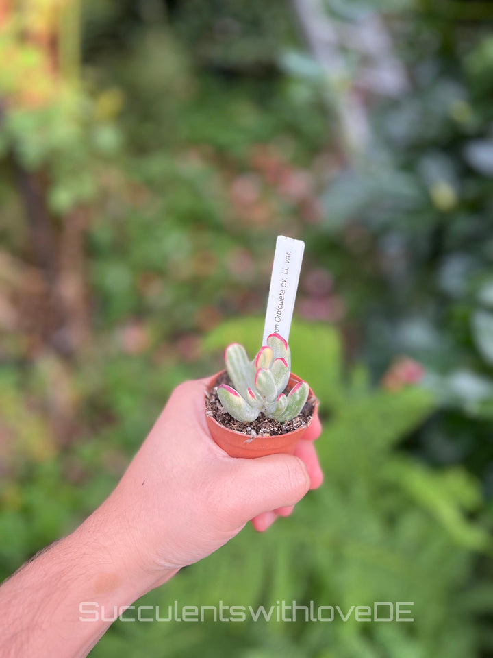 Cotyledon Orbiculata CV. long leaf var. - big size - sehr seltene und bunte Sukkulente aus Korea - Pflanze * Korea Import *