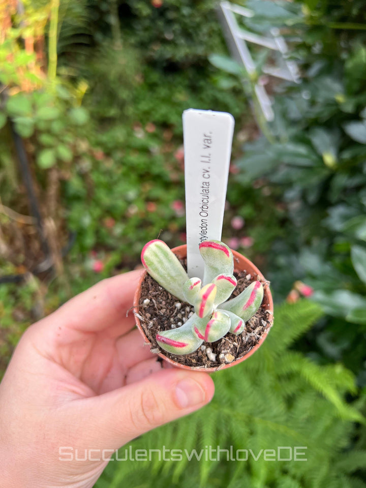 Cotyledon Orbiculata CV. long leaf var. - big size - sehr seltene und bunte Sukkulente aus Korea - Pflanze * Korea Import *