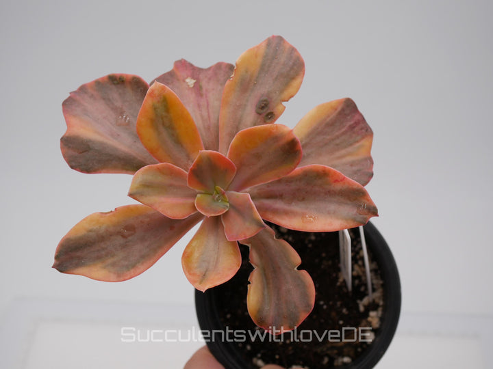 Echeveria 'Suyon Rainbow' var - schöne und seltene Sukkulente - Sukkulente - Pflanze * Korea Import *