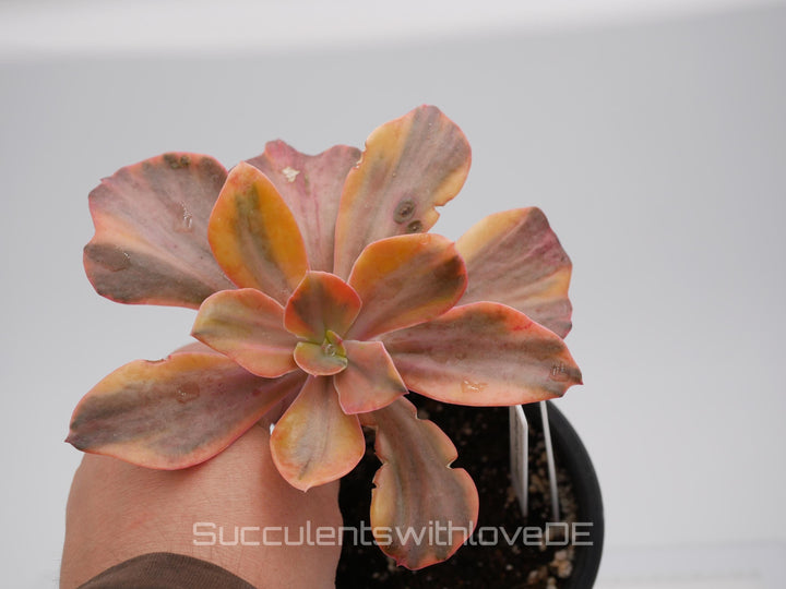 Echeveria 'Suyon Rainbow' var - schöne und seltene Sukkulente - Sukkulente - Pflanze * Korea Import *