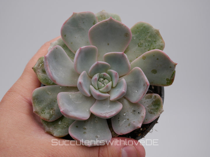 Echeveria 'Nightinga' - schöne und seltene Sukkulente - Sukkulente - Pflanze * Korea Import *