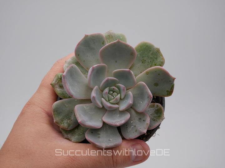 Echeveria 'Nightinga' - schöne und seltene Sukkulente - Sukkulente - Pflanze * Korea Import *