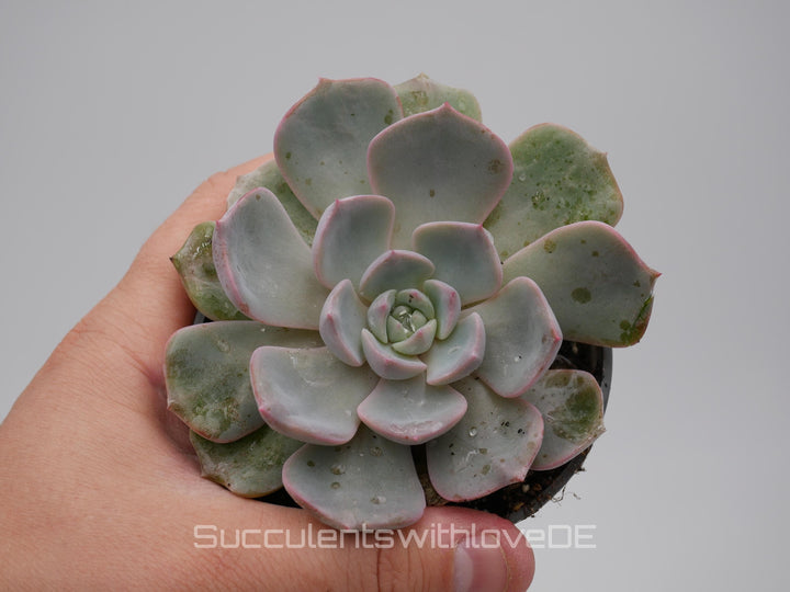 Echeveria 'Nightinga' - schöne und seltene Sukkulente - Sukkulente - Pflanze * Korea Import *