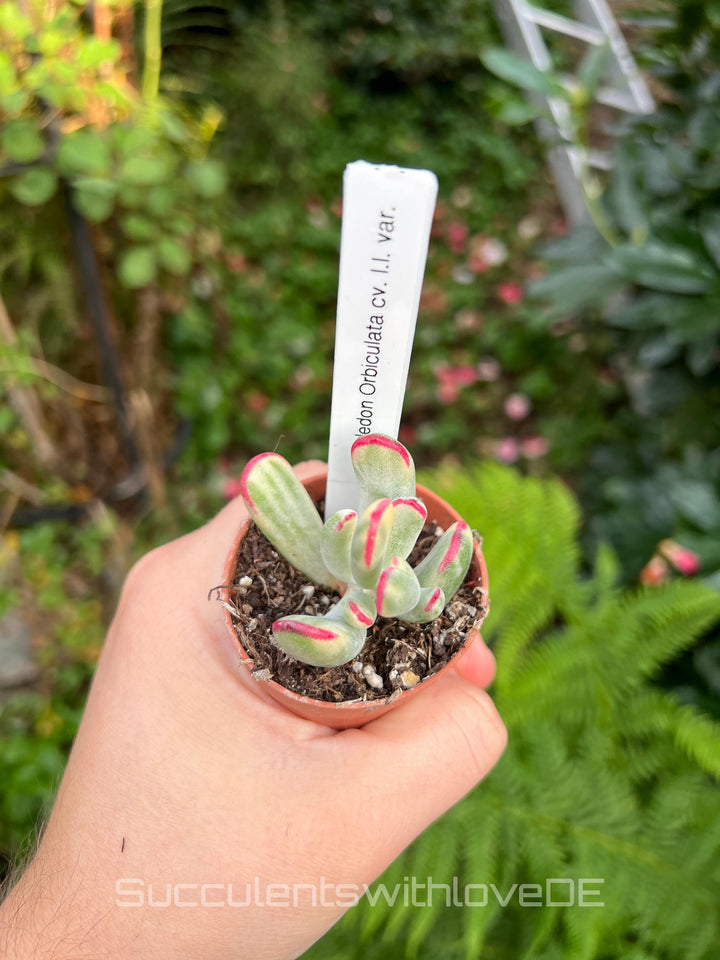 Cotyledon Orbiculata CV. long leaf var. - big size - sehr seltene und bunte Sukkulente aus Korea - Pflanze * Korea Import *