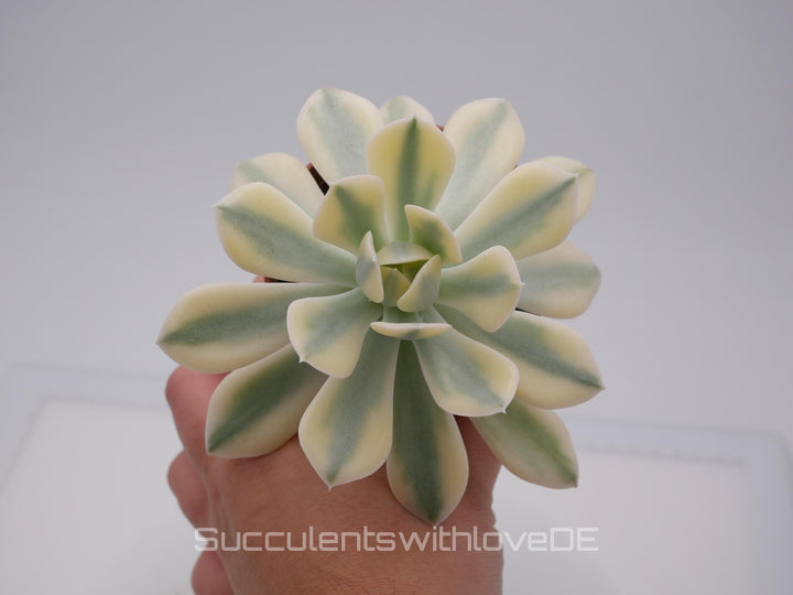 Echeveria runyonii f. variegata 'Akaihosi' - schöne und seltene Sukkulente - gelb grün - Vermehrungsblatt oder Pflanze