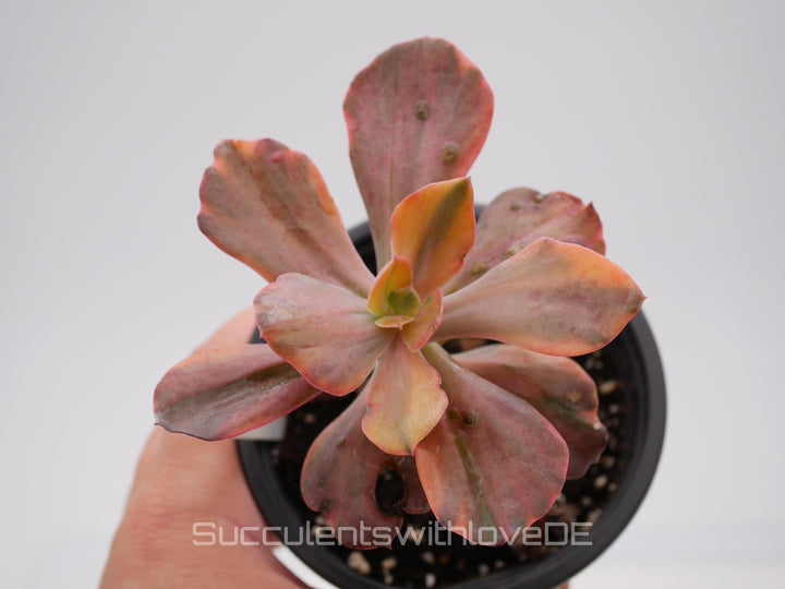 Echeveria 'Suyon Rainbow' var - schöne und seltene Sukkulente - Sukkulente - Pflanze * Korea Import *