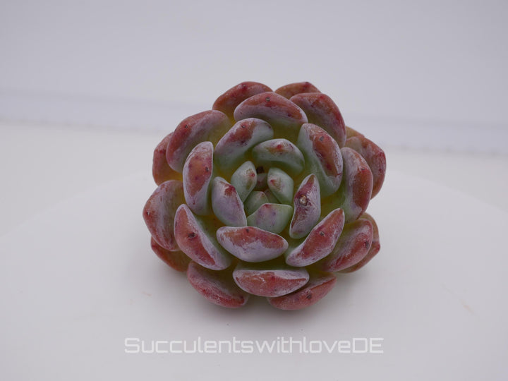 Echeveria 'Orange Monroe' - schöne und seltene Sukkulente - lila orangene Sukkulente - Pflanze * Korea Import *