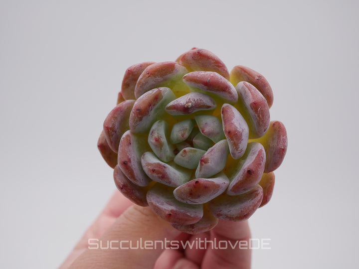 Echeveria 'Orange Monroe' - schöne und seltene Sukkulente - lila orangene Sukkulente - Pflanze * Korea Import *