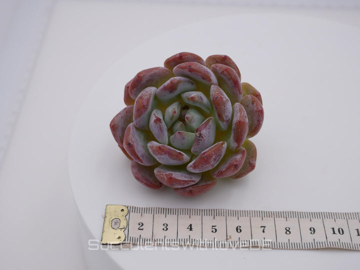 Echeveria 'Orange Monroe' - schöne und seltene Sukkulente - lila orangene Sukkulente - Pflanze * Korea Import *