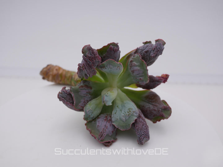 Echeveria 'Etna' - wunderschöne und seltene Sukkulente - Sukkulente - Pflanze * Korea Import *